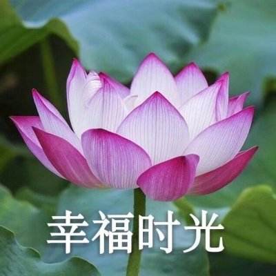 竞彩足球手机版app